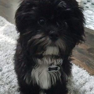 Meet your Posher, Joy